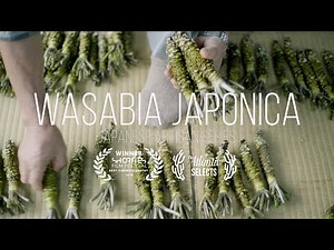 'Wasabia Japonica' - A story of real wasabi