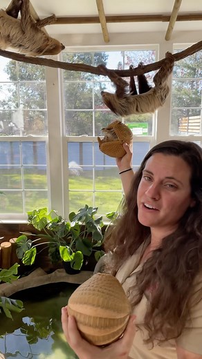 So many amazing animals and these armadillos are so interesting with all their Unique characteristics • • • #unique #animals #reelsinstagram #southamerica #armadillo #cute #sloth #beautiful #animal #reels | The Reptile Zoo