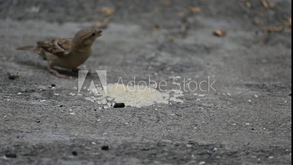 A male House Sparrow feeds on a pile of rice grains. Its other name Passer domesticus and Indian House sparrow. This is a bird of the sparrow family Passeridae, found in most parts of the world.
