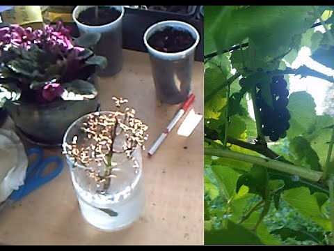 Growing Grapes From Grocery Store Stems - Part 2