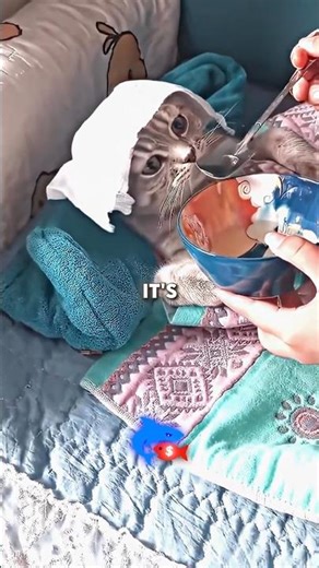 The New Way To Talk With Your Pet! | Shark Tank US