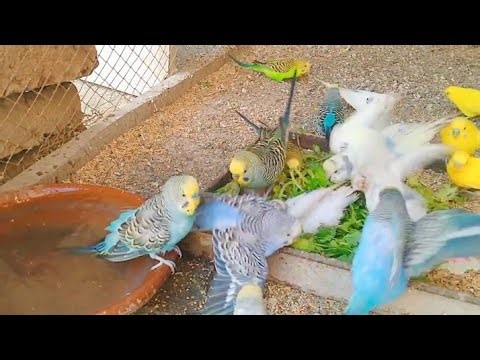 Australian Birds Swimming And Bath buddies parrot Happy Swimming Video