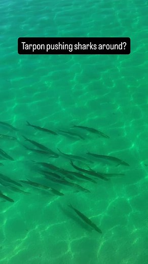 12K views · 137 reactions | The sharks filled back in as the weather warmed up. This small wad of tarpon plowed their way through the entire aggregation of spinners/blacktips | Color Earth with Shane O | Facebook