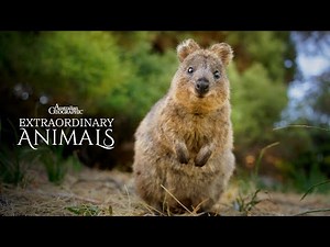 Quokkas on Rottnest Island are Adorable! | Extraordinary Animals