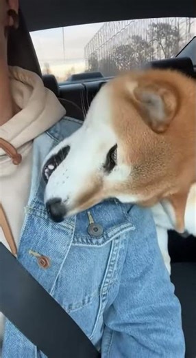 Shiba Inu Nibbles Driver's Shoulder During Car Ride