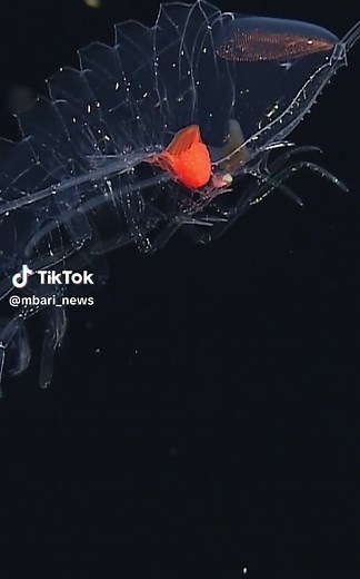 Incredible Adaptations of Hadal Amphipods