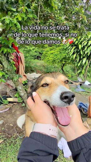 3.3M views · 302K reactions | Con su nueva casita no se volverá a mojar más ❤️‍啕 | Jose Delgado | Facebook