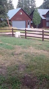 3.9K views · 162 reactions | These guys are so smart! | Silver Plume General Store | Facebook