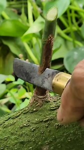 Grafting technique simple and working | AGP Nursery Farm