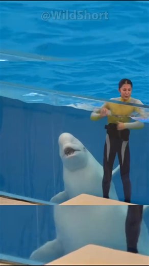 Beluga whale vocalizations! #belugawhales #shorts | Meow & Bark Society