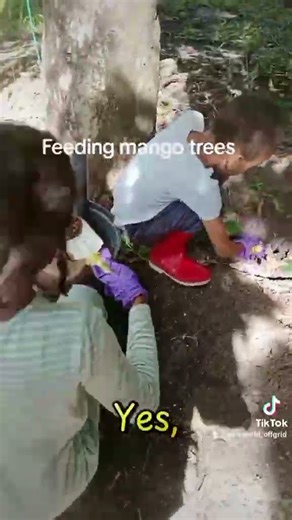 Kids on the farm fertilizing mango trees