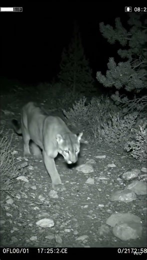CCTV Camera Captures a Mountain Lion Near the Mountain Trail at Night 2026-01-14 T 01:22:10