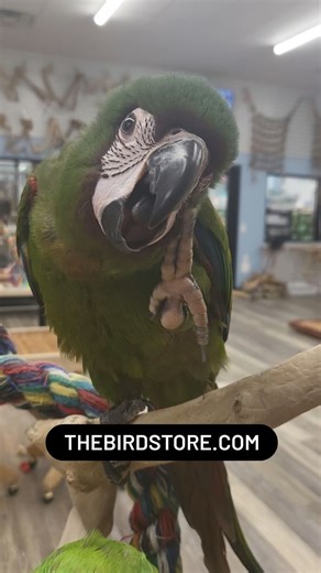 203 reactions · 21 comments | Meet our super sweet Severe Mini Macaw! This little fella loves meeting new people Come and say hello! For pricing/more info please call us at 856-764-2473. #toddmarcusbirdsexotic #birdsexotic #exoticbirds #macaws #severemacaw #severeminimacaw #babyparrots #babymacaws #parrots #birds | Todd Marcus Birds Exotic | Facebook