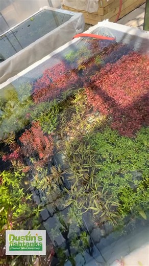 Wow 😍 Check out all that COLOR 🤩 Give your aquarium the POP it’s been lacking. Our Greenhouse is FIRE right now. Don’t miss out on our BLACK FRIDAY DEALS. Shop Now! TANK ON! 👇 https://dustinsfishtanks.com/collections/black-friday-2022 | Dustin's Fishtanks