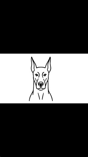 how to draw a Doberman