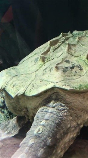 Snapping Turtle #viral #australia #zoo #viralvideo #wildlife
