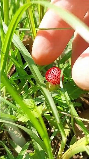 How to grow Wild Strawberry from seed — You won’t believe this! #strawberry #plants #nativeplants