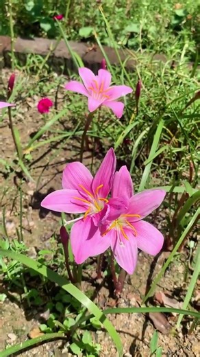 696 下了几天雨，花开了#我的花花草草🌸🌸 #养花人的乐趣 #风雨兰
