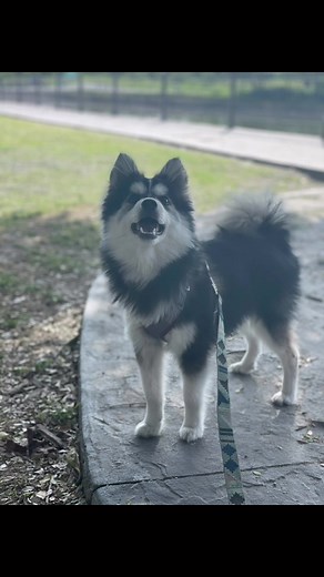 Adorable Pomsky Puppies - Pomeranian Mixed with Husky