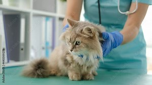 Vet doing general examination of fluffy cat during appointment in veterinary clinic