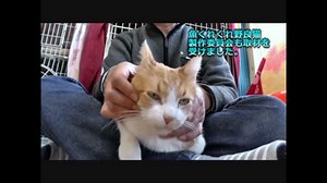 （社）RJAV被災動物ネットワークにNHKさんが来た！【魚くれくれ野良猫】