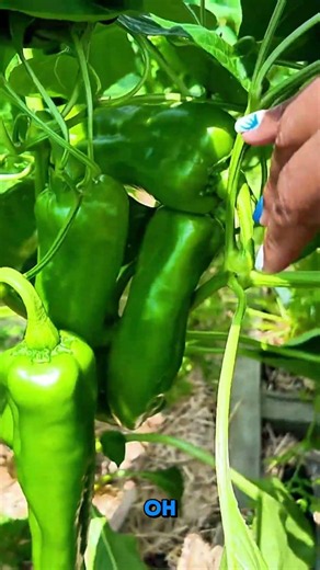 These Marconi Peppers Are HUGE — Harvest or Wait #vegetables #gardeninghacks #farming