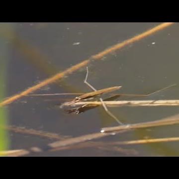 Unveiling the Secrets of Insect Adaptations