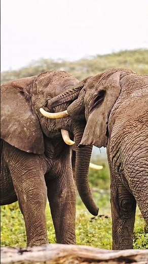 ELEPHANT FIGHT 8K VIDEO ULTRA HD #elephant #facts #wildlife #animalfacts #animallife #AFRICA
