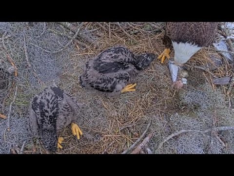 Eagle Mom feed both eaglets | NEFL Bald Eagle | Feb 5, 2026
