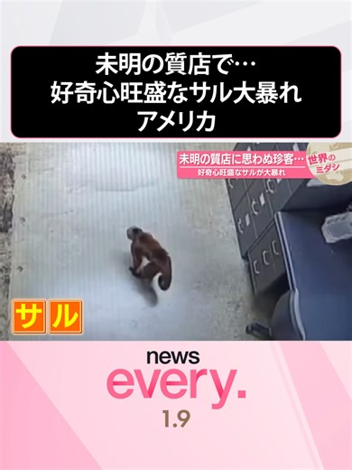 今週起きた世界のニュースを伝える「世界のミダシ」。#アメリカの「未明の質店に思わぬ珍客…好奇心旺盛なサルが大暴れ」についてです。#日テレnews #tiktokでニュース