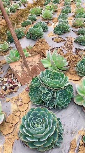 Harvesting Beautiful Succulents at the Farm 🌵✨