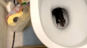 Il fait une découverte effrayante dans ses toilettes