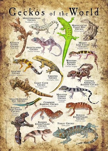 Tokay Gecko Lizard: Cute Crawling Compilation