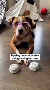 580K views · 16K reactions | Luna answers some popular questions about pitbull #viralreels #reelsviral #fbreelsfyp #dogsoffacebook #pitbulls #dogloves | Luna The Pittie | Facebook