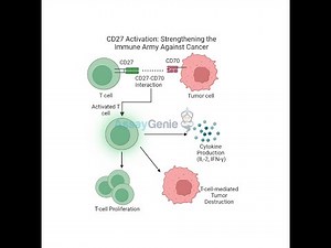 CD27 Activation: Strengthening the Immune Army Against Cancer