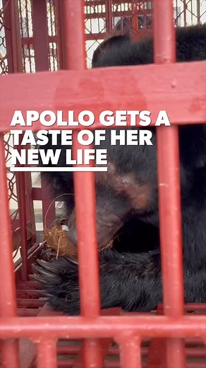 7.6K views · 821 reactions |  APOLLO UPDATE  We have great news on...