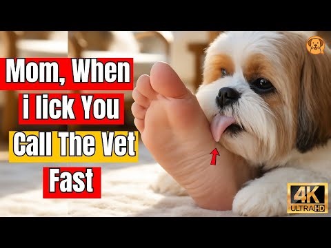 Not Every Lick Means Love – 9 Hidden Messages Behind Your Dog’s Licks