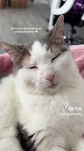 6 months with my little old lady ❤️ she’s living a good life 🥰 #adoptdontshop #seniorcat #girlcat #sleepycat #cute