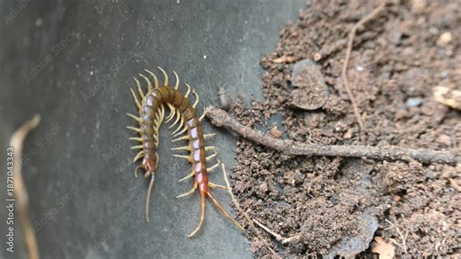 Scolopendra gigantea centipede. Its common name Peruvian giant yellow-leg centipede or Amazonian giant centipede. is a centipede in the genus Scolopendra. It is largest centipede species in the world.