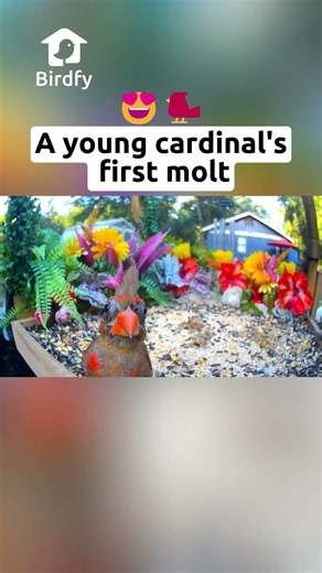 Molting cardinal！ #birdfy #funny #birdingparadise #birds #birdmaster #memes #molting #cardinals