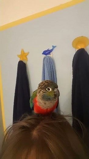 20 - LOLA la conure qui parle. Elle dit " bisou " ❤