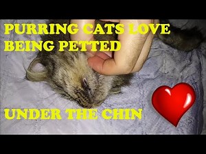 Purring Cats Love Like Getting And Being Petted Under The Chin | 10 Minutes Of Petted