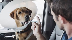 Hawaii Five-0 Season 10 Episode 4 Photos: Preview of "Ukuli‘i ka pua, onaona i ka mau‘u"