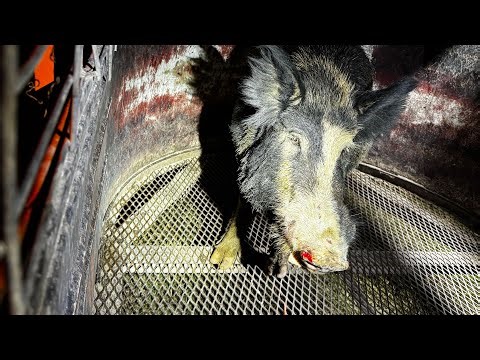Wild hogs caught in Texas. Taking their last ride.