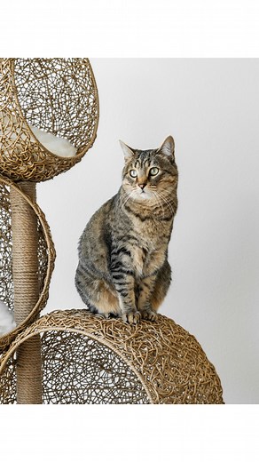 Meet Lua: A cozy retreat for your cat, a work of art for your home. Featuring floating woven caves with plush, machine-washable cushions, and a jute-wrapped scratching post, Lua is where comfort, function, and elegance come together purr-fectly. ✨ | Mau Pets