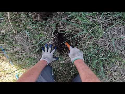exploring abandoned barns while doing a little metal detecting (nokta legend 1.17) #metaldetecting