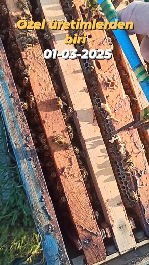 Alpay Boran Endemic Cyprus Honey special production #Arıcılık #beekeeping #cyprusbeekeeping #Kıbrısarısı #apiculture #apicoltura #apicultura #пчеловодство #бджільництво #養蜂 #Bienenzucht #養蜂業 #تربية النحل #زنبورداری | Alpay Boran