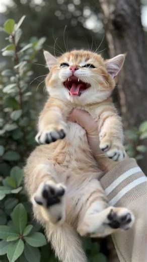 Cat meowing ✨💕 | Cat sound | Cat voice | Hear the sweetest purrs #catlover #meow #pets