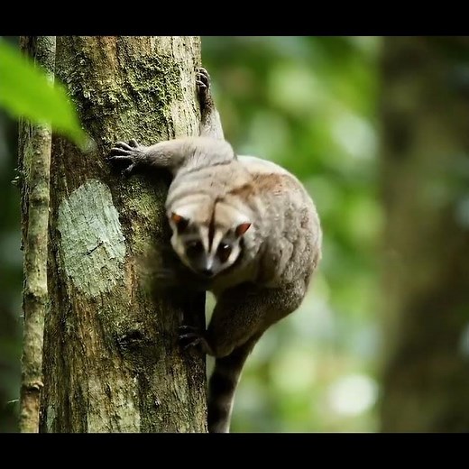 Amazing Lemur Gliding in the Rainforest | Flying Lemur in Action