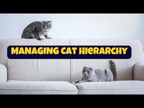 Cat Hierarchy | Living with Multiple Cats and Setting Up Order